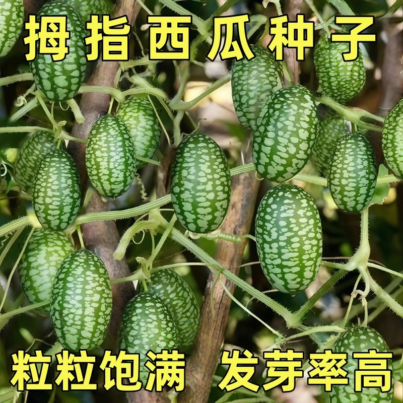 拇指西瓜种子籽迷你蔬菜小西瓜籽姆手指母子西瓜子种阳台盆栽瓜果,鲜花速递/花卉仿真/绿植园艺,家庭园艺种子,淘宝优惠券,粉丝福利购,淘宝优惠卷