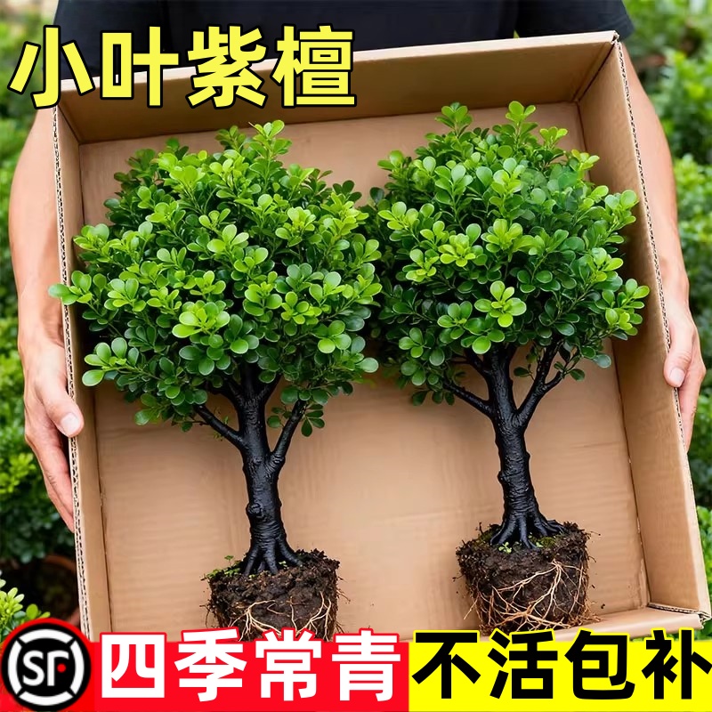 小叶紫檀盆景绿植盆栽室内办公室桌面花卉树苗植物老桩四季好养活