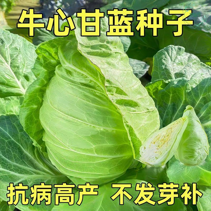 牛心包菜种子甘蓝菜种籽牛心甘蓝包菜种子卷心菜菜种孑包心大白菜,鲜花速递/花卉仿真/绿植园艺,种苗/半成品盆栽,淘宝优惠券,粉丝福利购,淘宝优惠卷