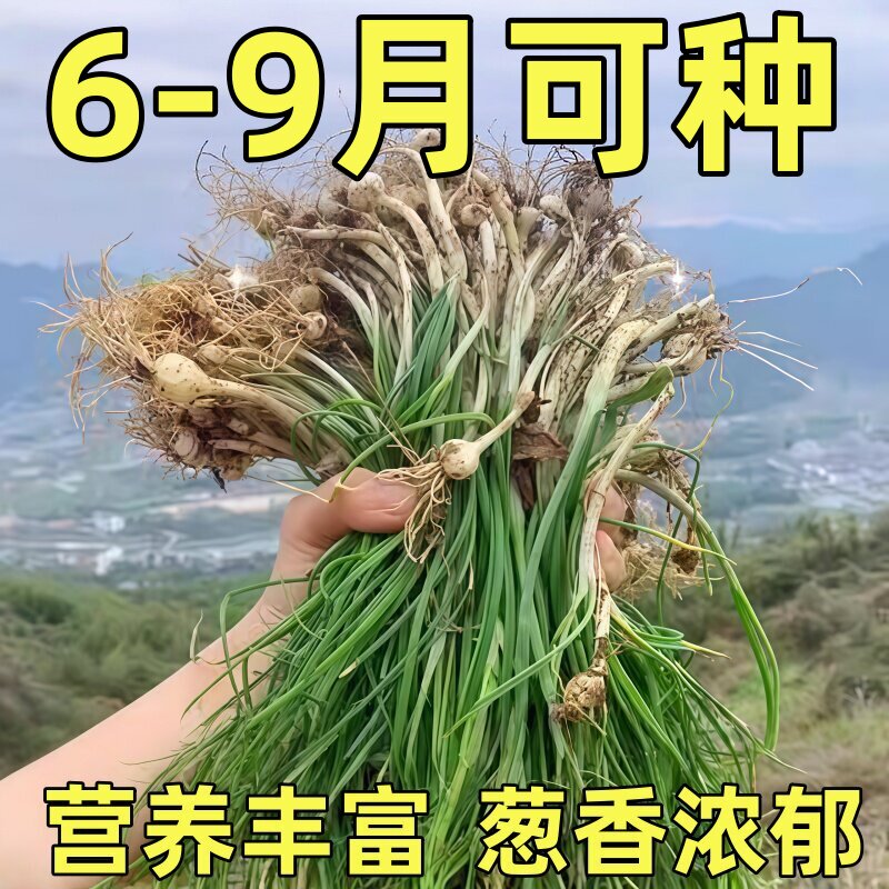 野葱种子苦蒜小根蒜胡葱百香葱野家庭园艺种子