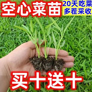 【买十送十】空心菜苗蔬菜秧苗通心菜苗秧苗春天种菜苗四季阳台