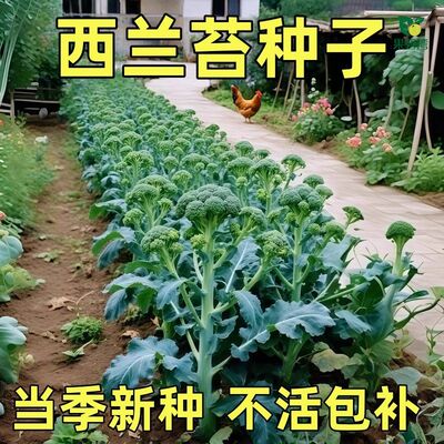 正品西兰苔种子西洋芥兰种籽芥蓝菜苔四季阳台盆栽西兰蓝花蔬菜孑