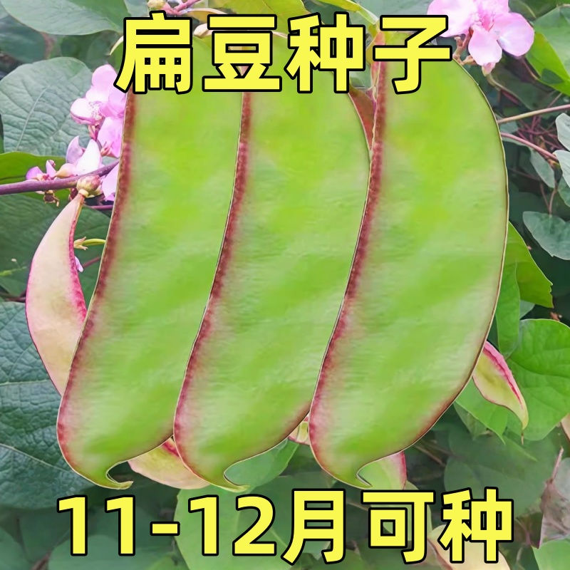 扁豆种子种籽四季豆角梅豆角红眉豆蔬菜梅豆孑架豆秧苗大全早苗秧