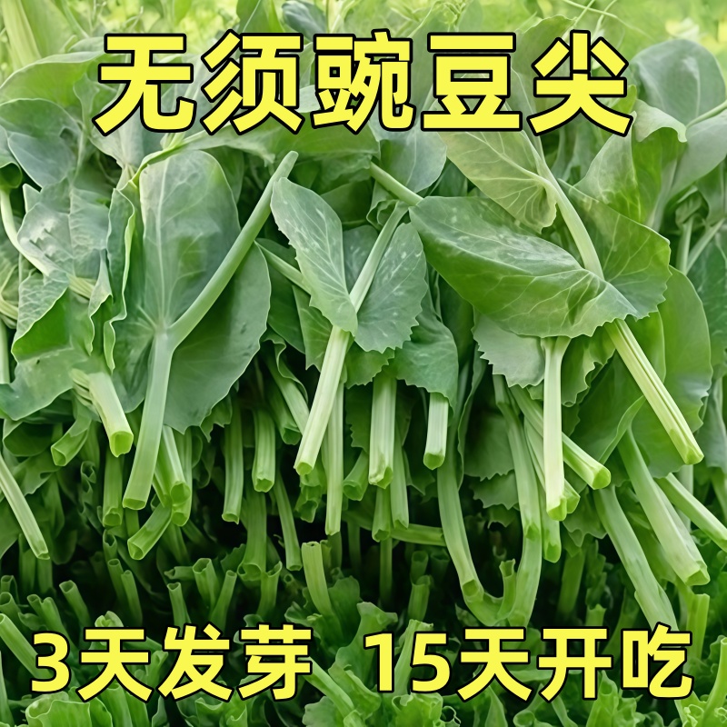 豌豆尖种子四川无须豌豆尖专吃豌豆苗耐寒阳台盆栽碗豆苗蔬菜种籽