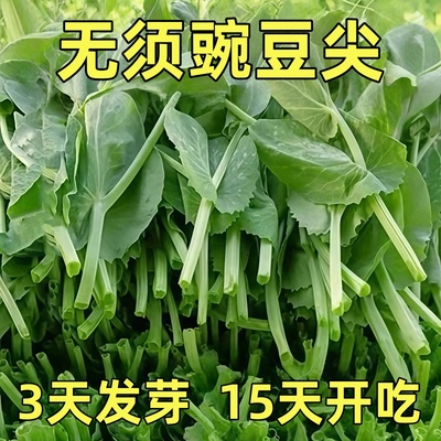 豌豆尖种子四川无须豌豆尖专吃豌豆苗耐寒阳台盆栽碗豆苗蔬菜种籽