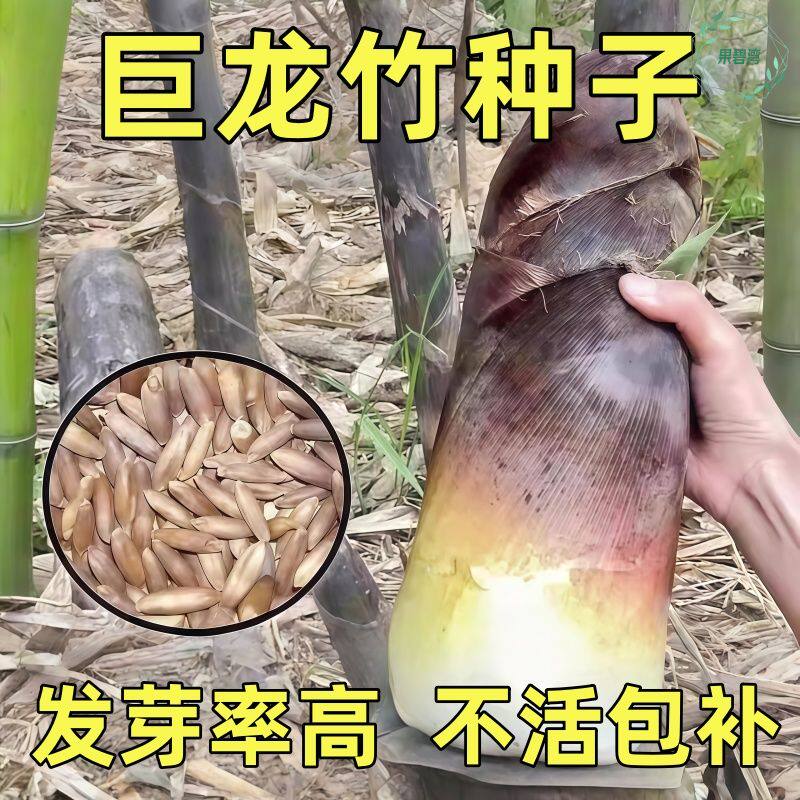 优质大型巨龙竹种子楠竹种子巨龙竹四季户外种植家庭阳台蔬菜种子,鲜花速递/花卉仿真/绿植园艺,种苗/半成品盆栽,淘宝优惠券,粉丝福利购,淘宝优惠卷