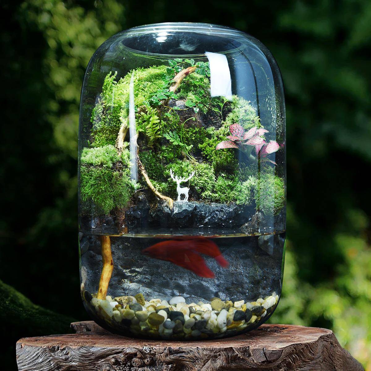 创意苔藓微景观生态瓶生态缸雨林造景绿植盆栽迷你植物小摆件成品
