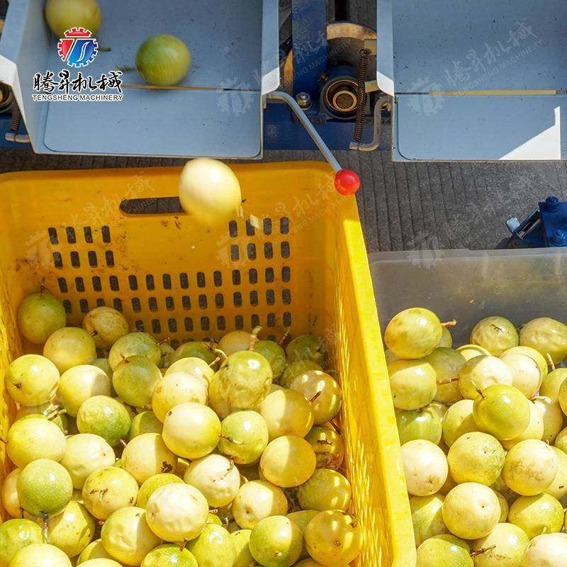 自动柑无品牌/柠橘选果机檬筛选分级机专用滚杠选果机水果果场分