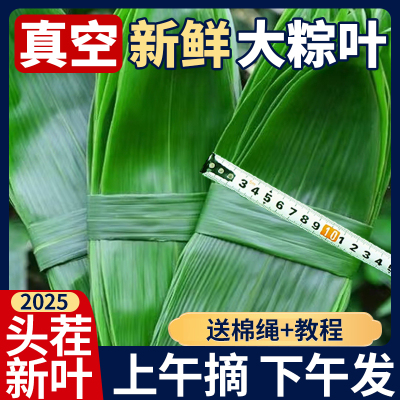 粽叶新鲜粽子叶大号箬叶包粽子专用摆盘非芦苇现摘干粽叶批发商用
