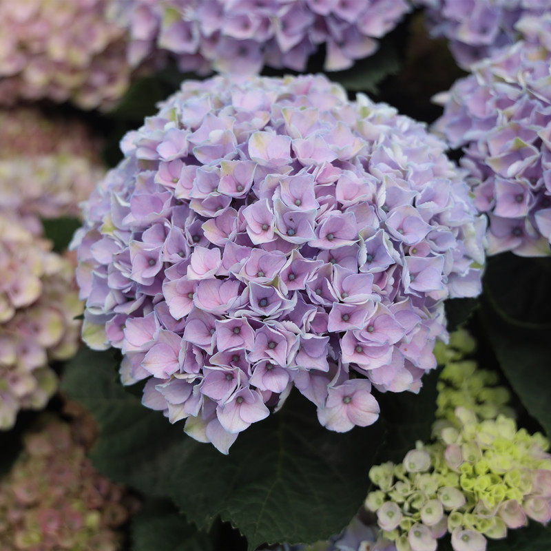 青研园艺 魔幻革命翡翠彩色梦想品大花绣球花境阳台庭院露台盆栽