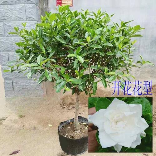 独杆栀子花盆栽树苗小叶栀子花盆景阳台庭院四季开花浓香花卉植物