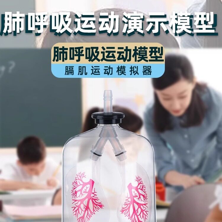 膈肌运动模型肺呼吸模拟器初中生物人体肺部气体交换实验器材教具