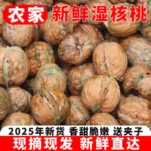 2025新鲜核桃去青皮湿核桃生核桃薄皮新鲜纸皮孕妇零食送夹子现摘
