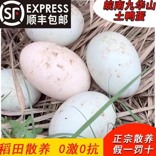 正宗农家放养土鸭蛋散养青壳麻鸭新鲜鸭蛋生态草鸭蛋