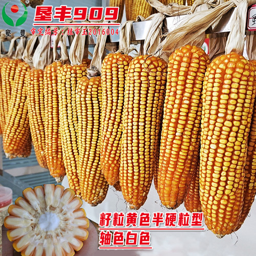 矮杆大棒王硬粒高产玉米种子垦丰