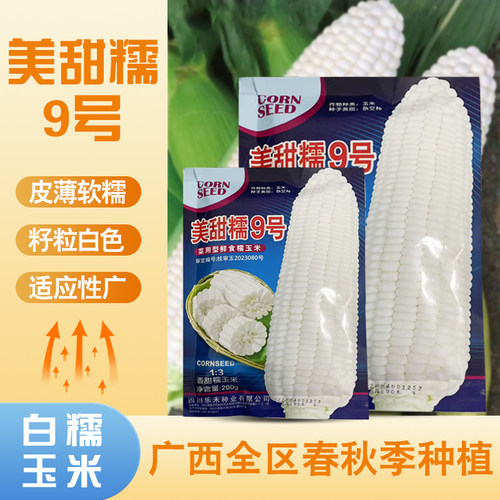 原装非转基因美甜糯9号白糯玉米种子夏播甜加糯软糯皮薄多汁