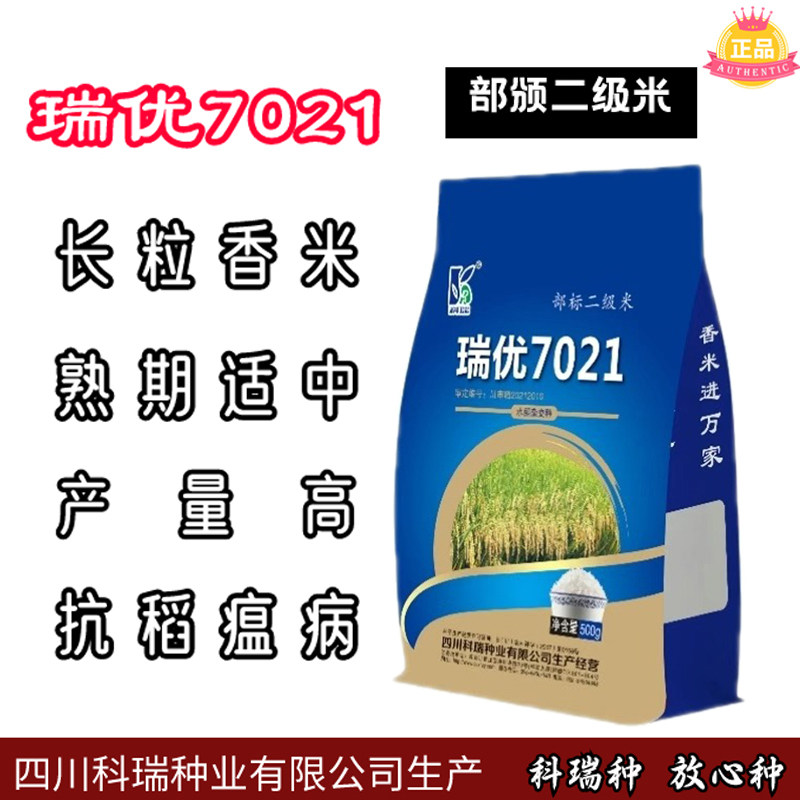 长粒高产泰国香米口感高端水稻种