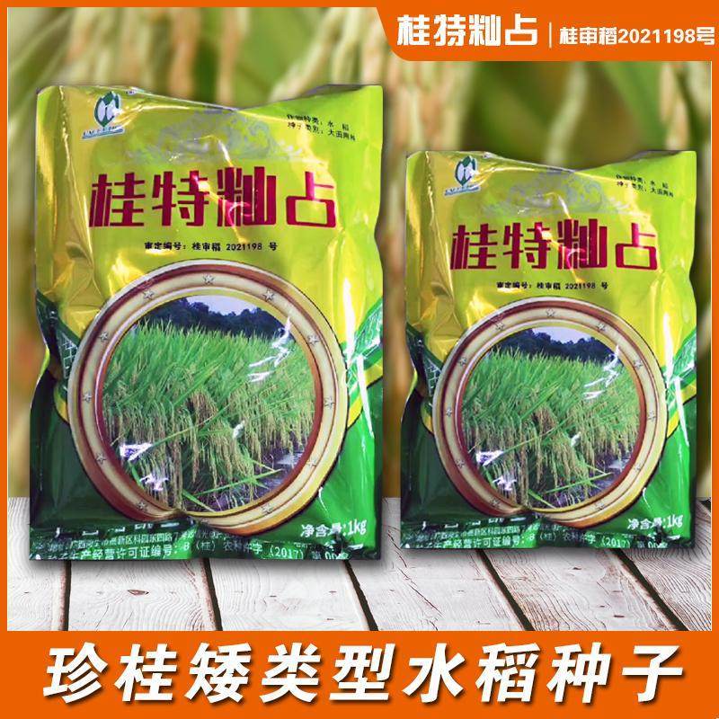 珍桂矮水稻种子可留种桂特籼占桂潮米米粉稻高产抗病大穗型稻谷