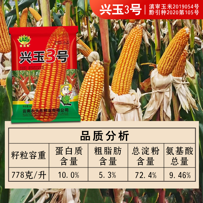 玉米种子兴玉3号适合中高海拔