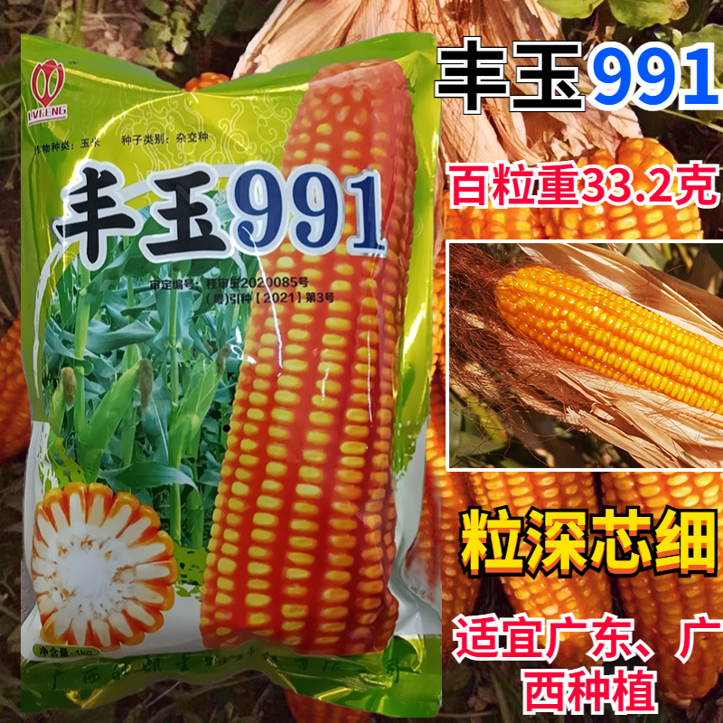 玉米种子丰玉991适宜区域海拔800