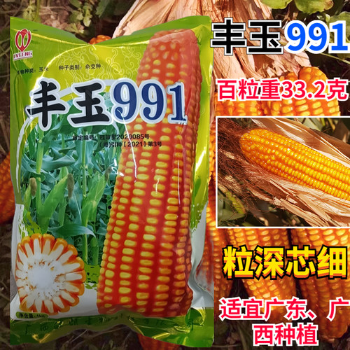 玉米种子丰玉991适宜区域海拔800