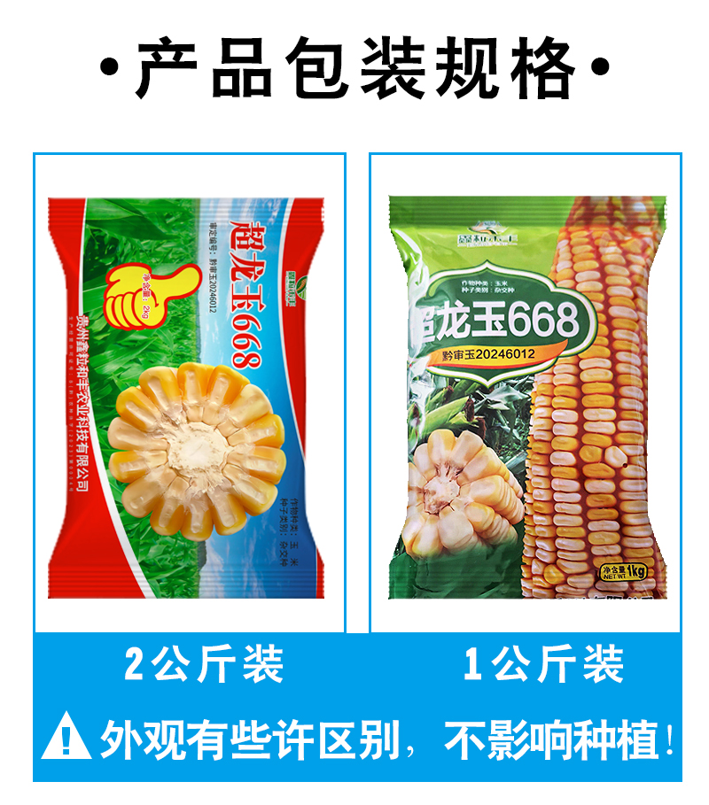 黄白色杂交玉米种子超龙玉668黄白籽高产大棒饲料玉米矮杆苞谷种
