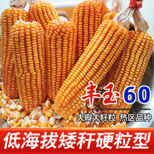 丰玉60矮杆大棒硬粒型玉米种子