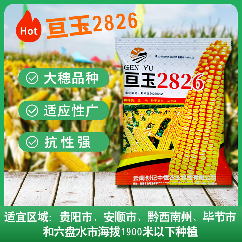 中高海拔白玉米种子168168