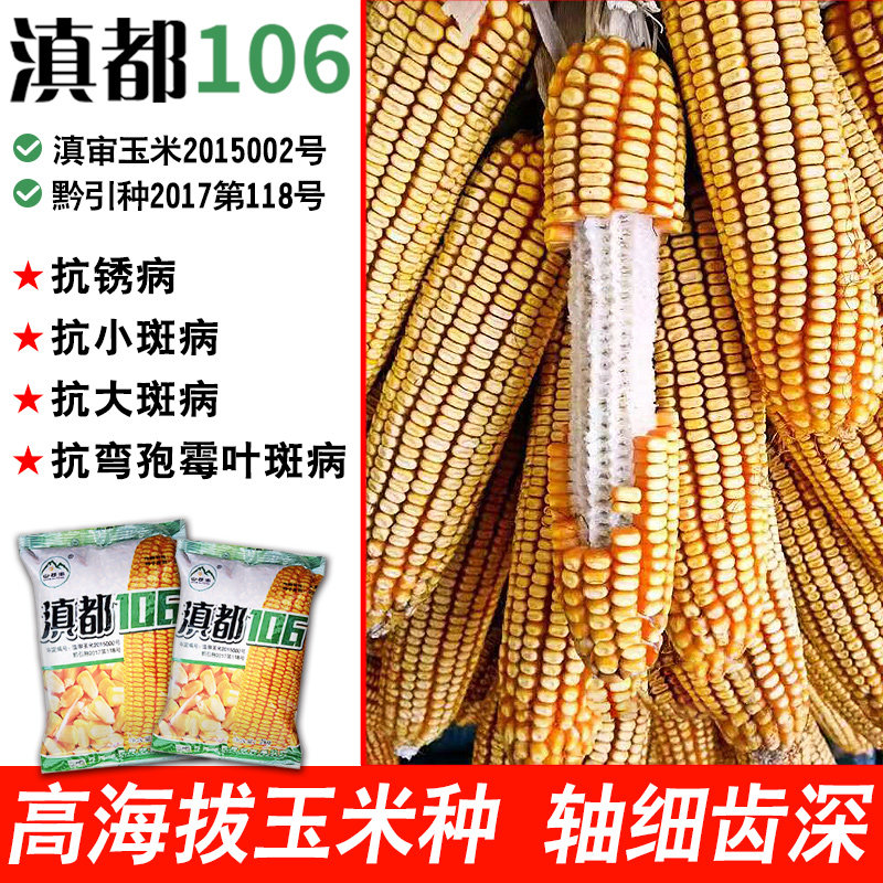云南玉米种子滇都106果穗均匀大棒大粒抗性好适应中高海拔播种