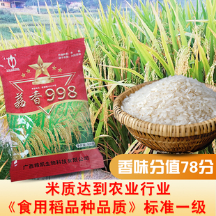 可以留种的常规稻长粒香米种子荔香998浓香型国标一级香米水稻种