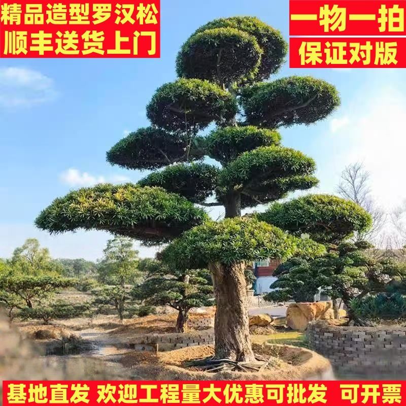 小叶雀舌罗汉松造型树别墅园林庭院景观工程绿化基地直发四季常青