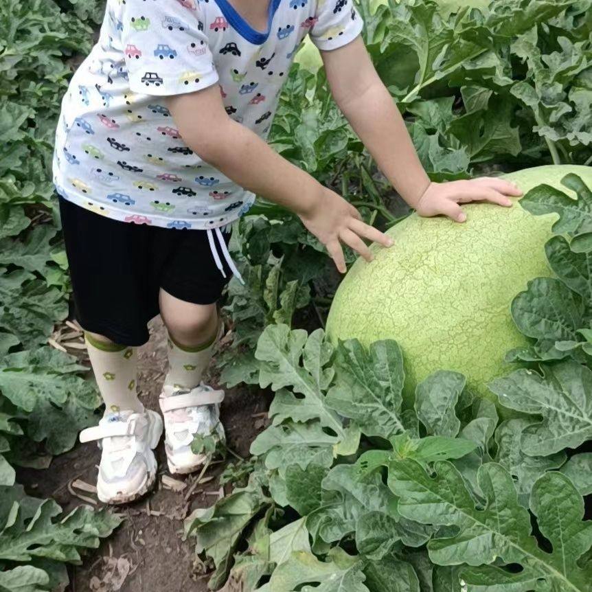 新红宝西瓜种子新抗病西瓜种子特大巨型西瓜家庭菜园庭院西瓜种子,鲜花速递/花卉仿真/绿植园艺,家庭园艺种子,淘宝优惠券,粉丝福利购,淘宝优惠卷