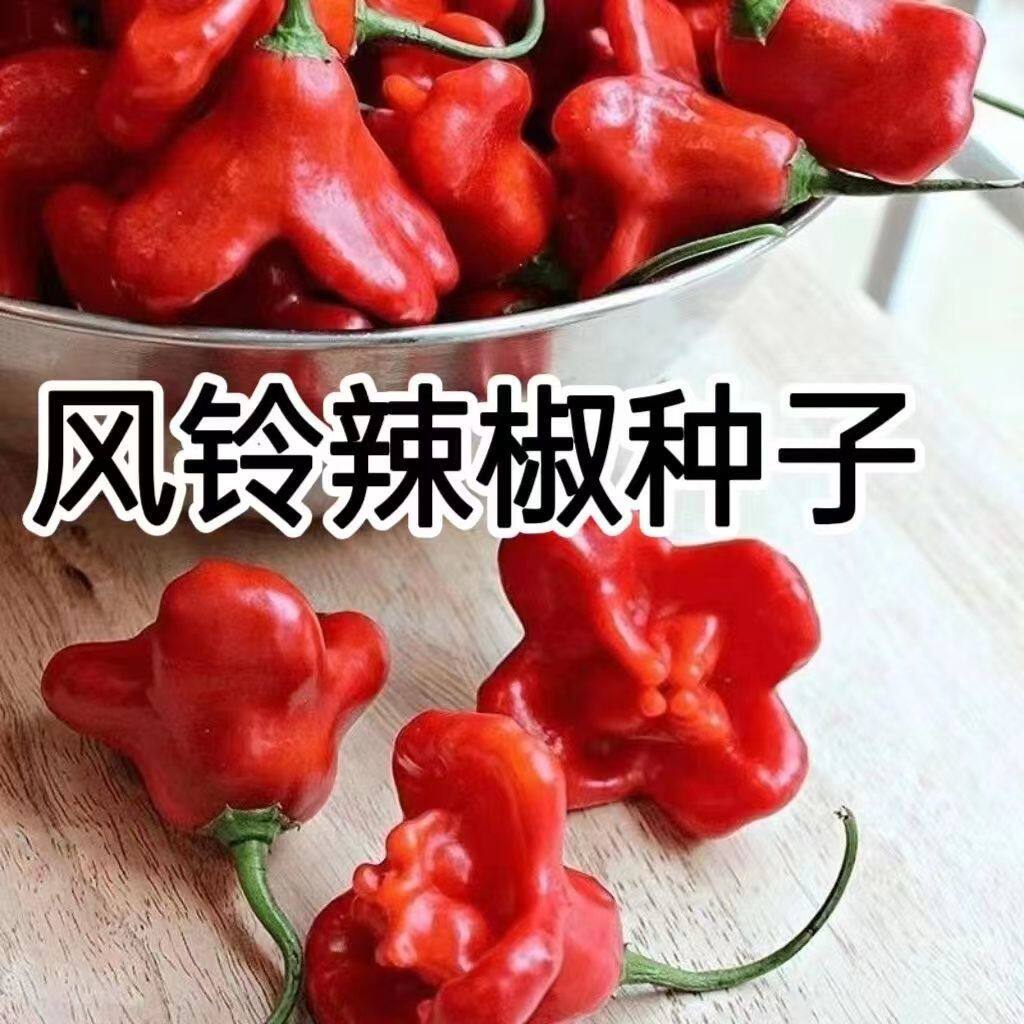 风铃辣椒种子小辣椒种籽小辣椒种子灯笼椒观赏椒菜种籽四季播阳台