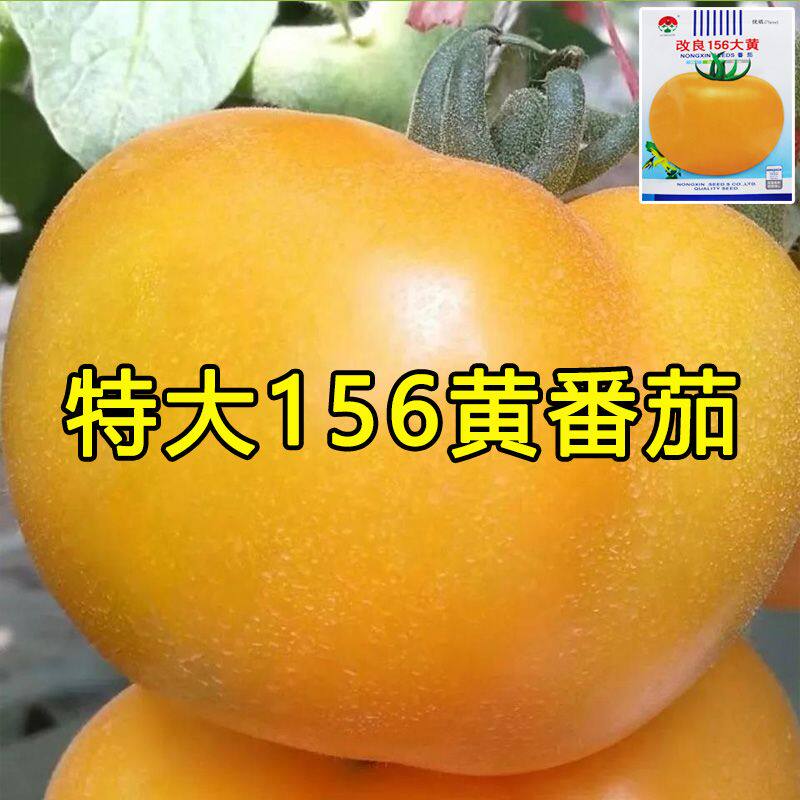 东北大黄柿子种子精品大黄番茄种籽黄色洋柿子种籽春秋播蔬菜种子