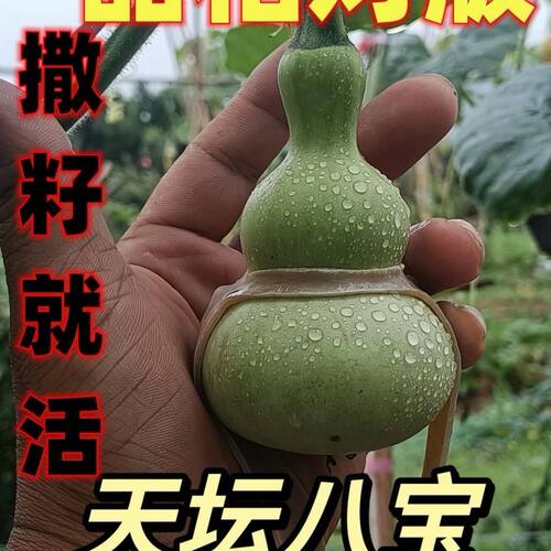 纯天然小号粗嘴天坛八宝葫芦种子10厘米包邮粗翻嘴八宝葫芦可盆栽