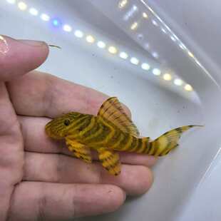 高端异型鱼低栖鱼热带观赏鱼清缸除藻398申古老虎鱼鱼缸工具鱼