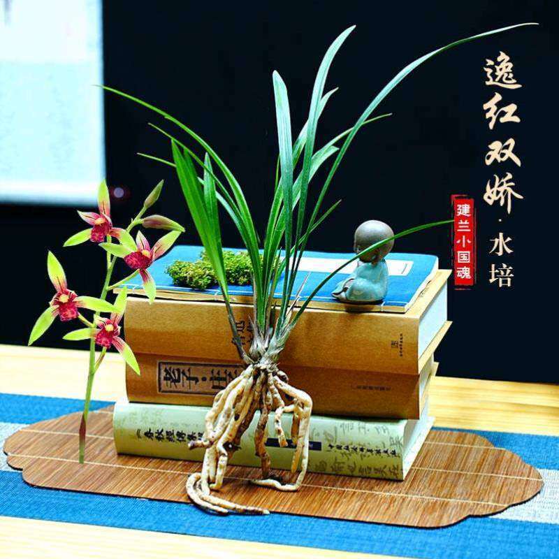 培花逸国魂带双娇建兰红红色新小开花兰中式浓香可水好养四季花苞