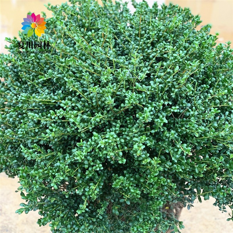 龟甲冬青球别墅庭院耐寒造型球形植物四季常青风景树绿化工程小苗