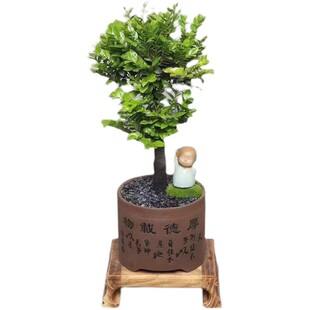 常青耐寒绿植苗 老桩小叶紫檀盆景树桩黑骨茶盆栽办公室内植物四季