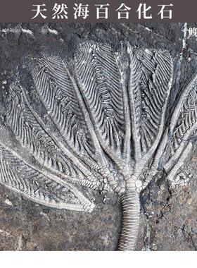 天然贵州关岭海百合棘皮动物化石原石材啊翁菊石古生物科普收藏品