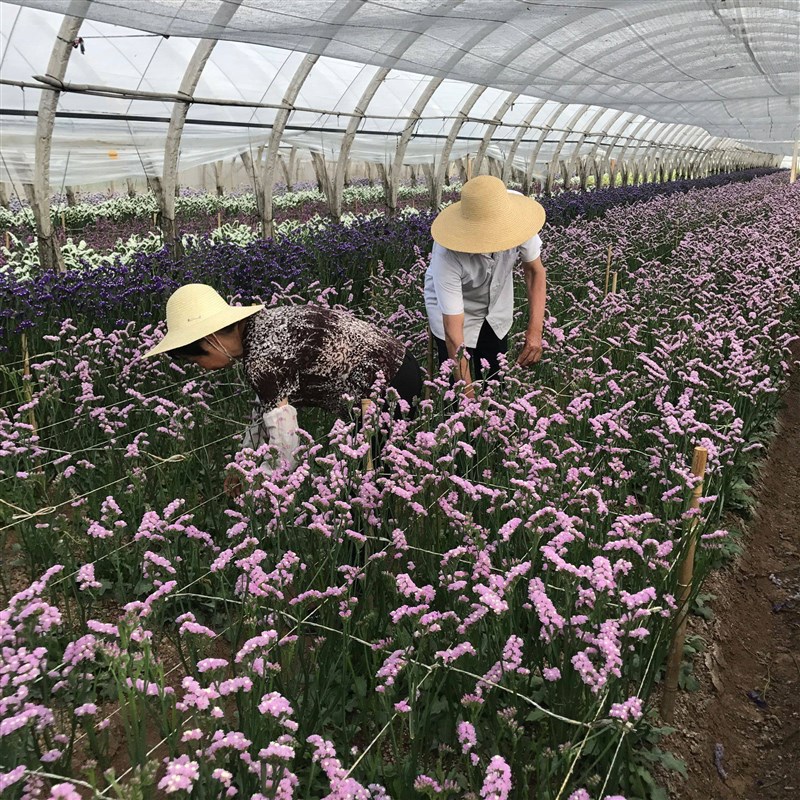 多头玫瑰干花花束北欧ins风小清新家居摆设插花蔷薇真花文艺装饰