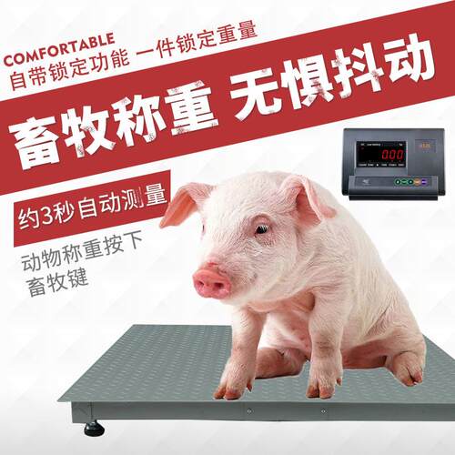 华3地磅吨电子秤耀带围510栏小型磅工厂称物流猪牛