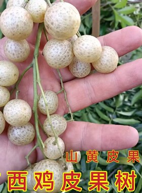 正宗广西山黄皮树苗嫁接鸡皮果苗厨房黄皮果酱叶子可做烧烤调味料