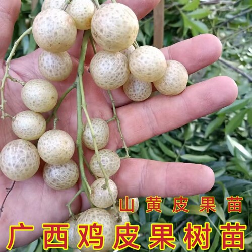 正宗广西山黄皮树苗嫁接鸡皮果苗厨房黄皮果酱叶子可做烧烤调味料