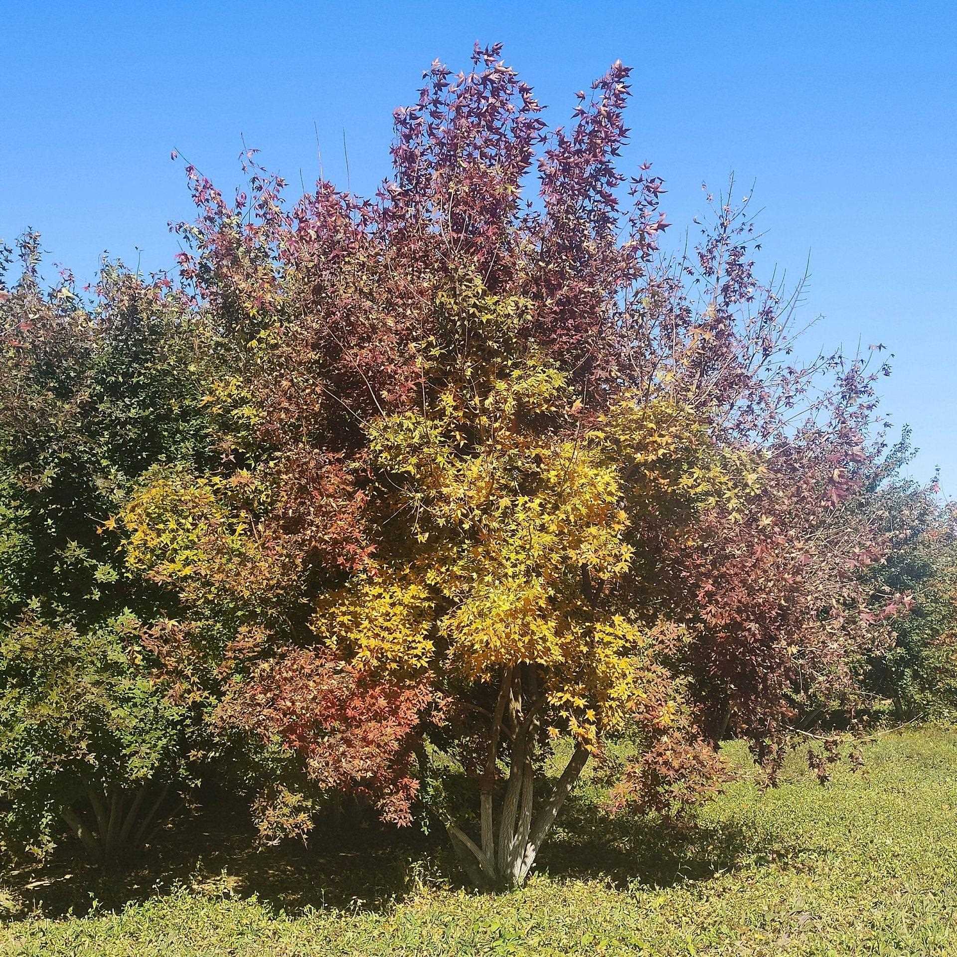 丛生元宝枫观赏枫树风景树叶乔木4到8分支灌丛饱满元宝槭