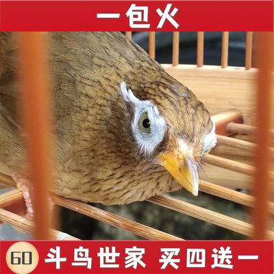 斗鸟世家手工画眉鸟食饲料提性壮膘增肥料营养换毛料中国包邮500g