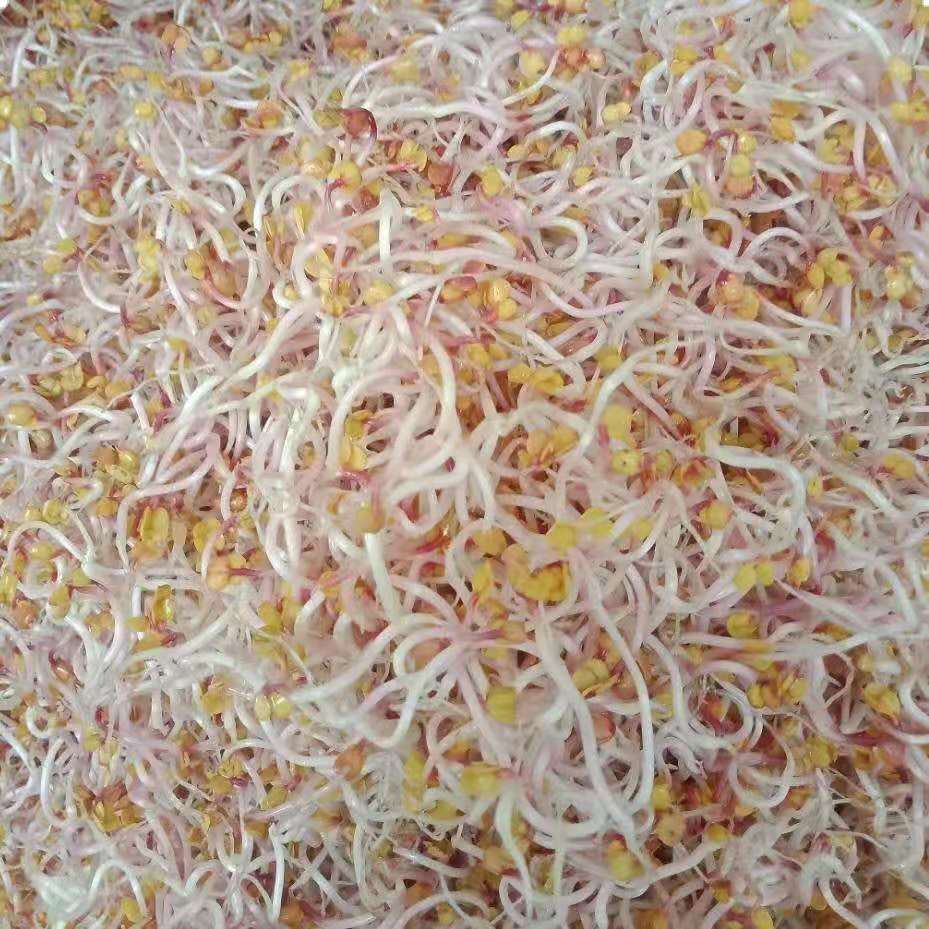 芽苗菜麻豌豆松柳油葵荞麦空心菜鸡毛菜花生芽扁豆苗菜豆芽专用