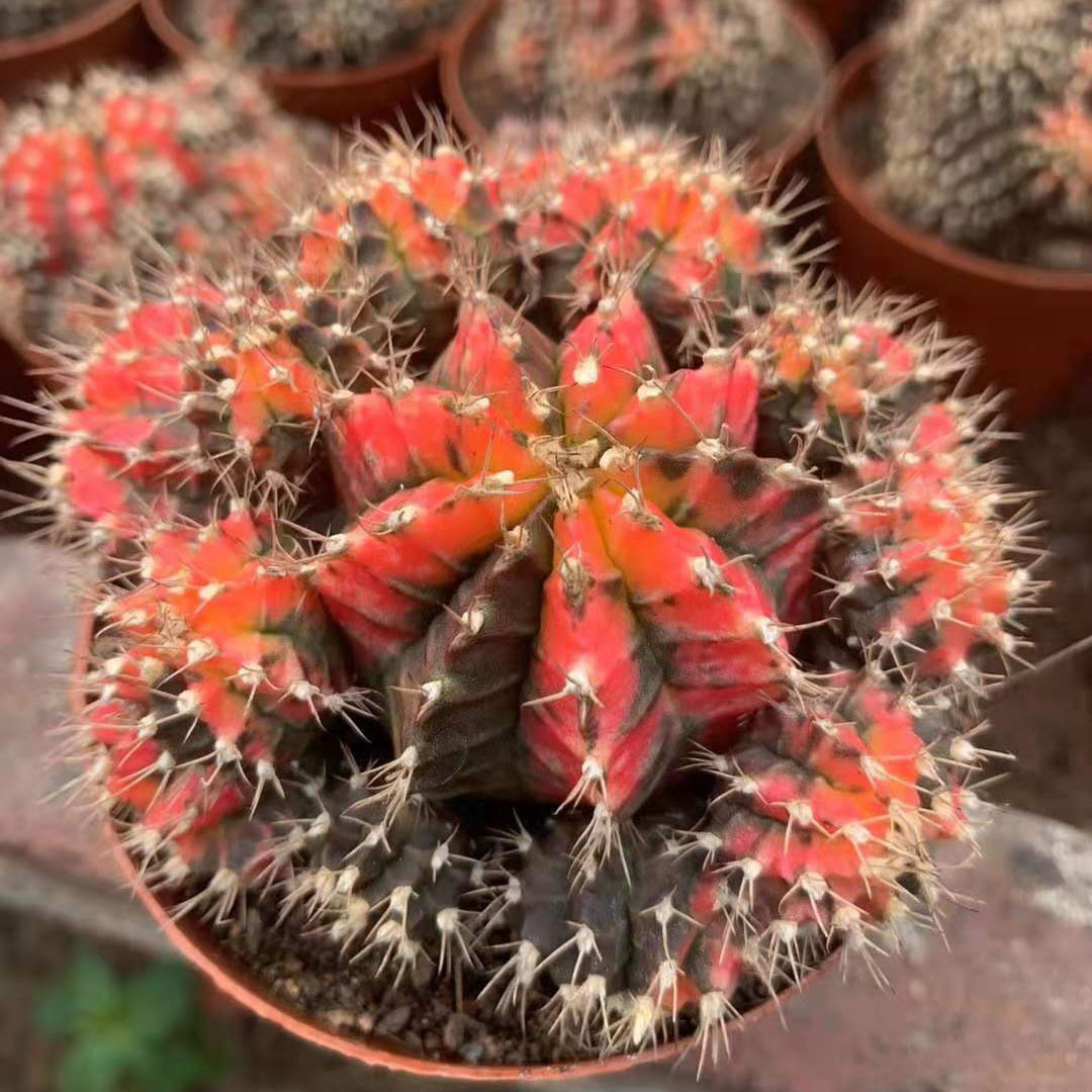 【基地直供】家居花卉植物 盆栽花卉绿植 仙人球植物 五彩牡丹