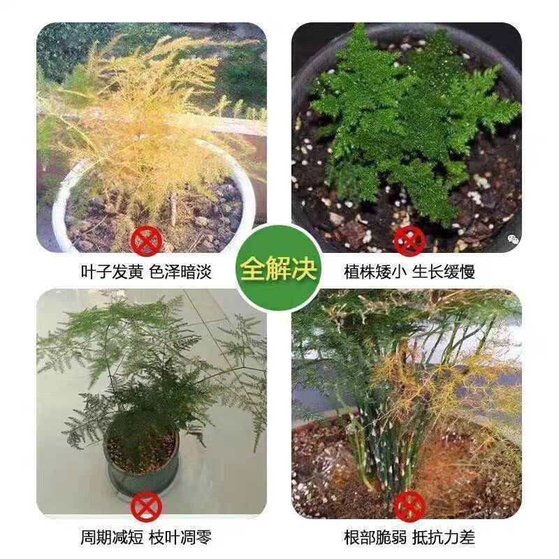 速发竹子专用肥毛竹室内盆栽竹类缓释肥文竹土竹促芽防黄叶干叶面