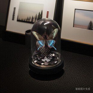 速发W1TR绿带翠凤蝶森真绿皇后林蝴蝶标本艺术玻璃罩收件手工生日